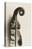 Fern Frond-Graeme Harris-Premier Image Canvas