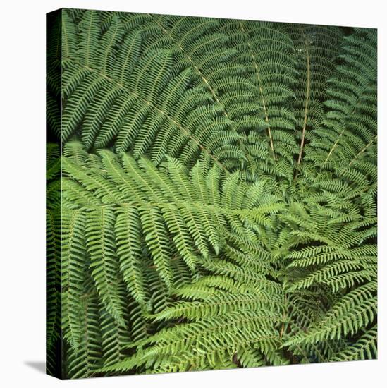 Fern Fronds-Micha Pawlitzki-Premier Image Canvas