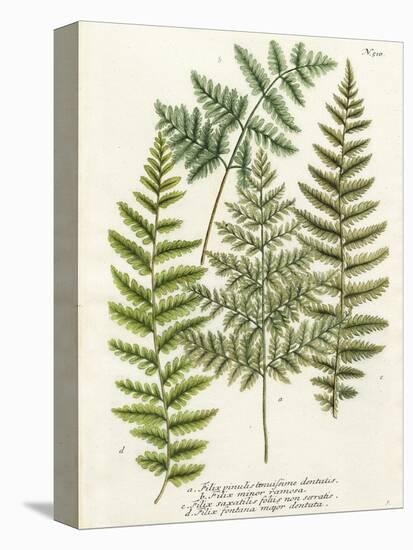 Fern Gathering I-Johann Wilhelm Weinmann-Stretched Canvas