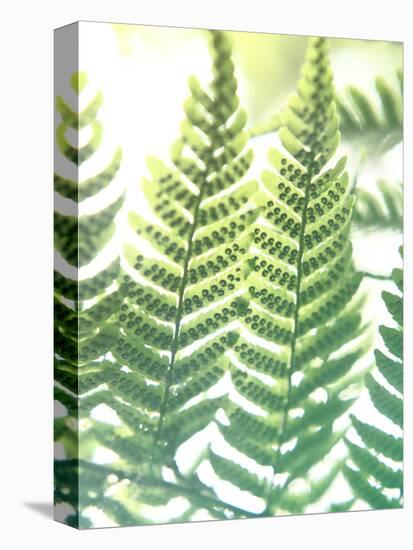 Fern Glow IV-Jason Johnson-Premier Image Canvas