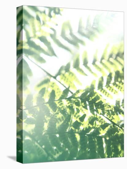 Fern Glow V-Jason Johnson-Premier Image Canvas