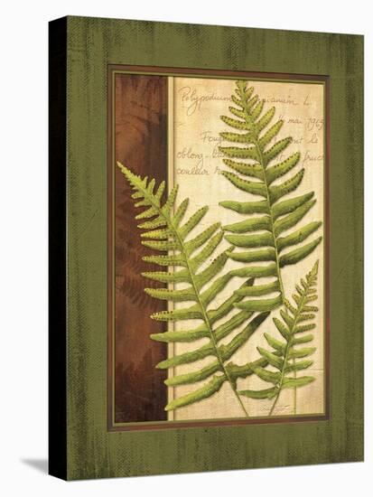 Fern Grotto III-Delphine Corbin-Stretched Canvas