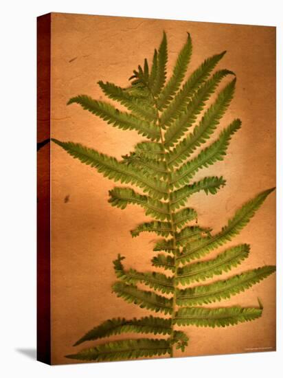 Fern Leaves-Robert Cattan-Premier Image Canvas