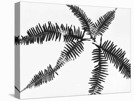 Fern Leaves-Panoramic Images-Premier Image Canvas