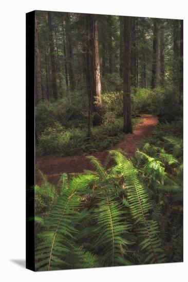 Fern Lined Path-Danny Head-Premier Image Canvas