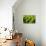 Fern Patterns-Larry Malvin-Premier Image Canvas displayed on a wall