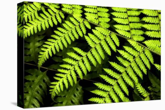 Fern Patterns-Larry Malvin-Premier Image Canvas