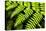 Fern Patterns-Larry Malvin-Premier Image Canvas