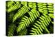 Fern Patterns-Larry Malvin-Premier Image Canvas