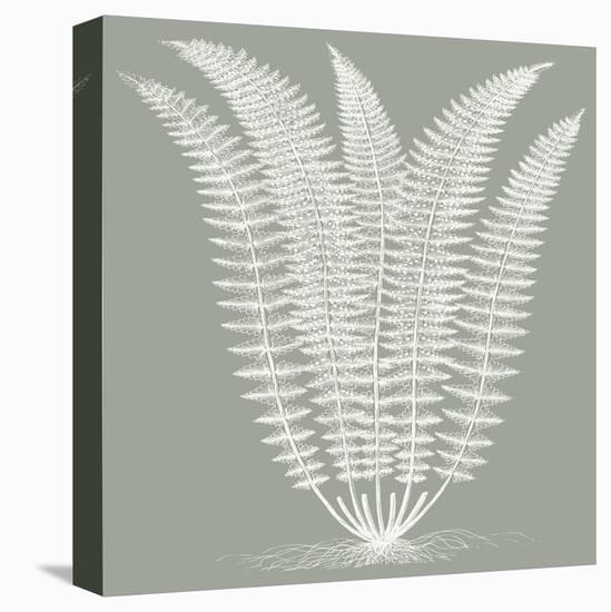 Fern (Sage & Ivory)-Botanical Series-Stretched Canvas