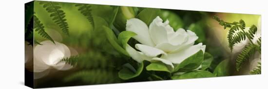 Fern with Magnolia-null-Premier Image Canvas