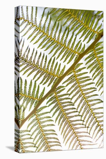 Fern-Karyn Millet-Stretched Canvas