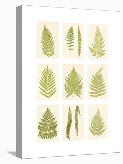 Fernery-The Vintage Collection-Stretched Canvas