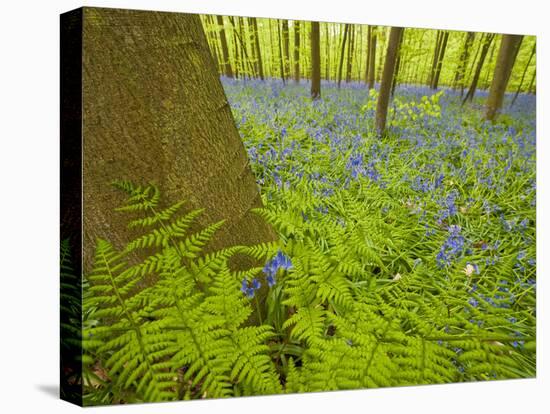 Ferns and Bluebells (Hyacinthoides Non-Scripta - Endymion Non-Scriptum) Hallerbos, Belgium, April-Biancarelli-Premier Image Canvas