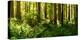 Ferns and Redwood Trees in a Forest, Redwood National Park, California, USA-null-Stretched Canvas