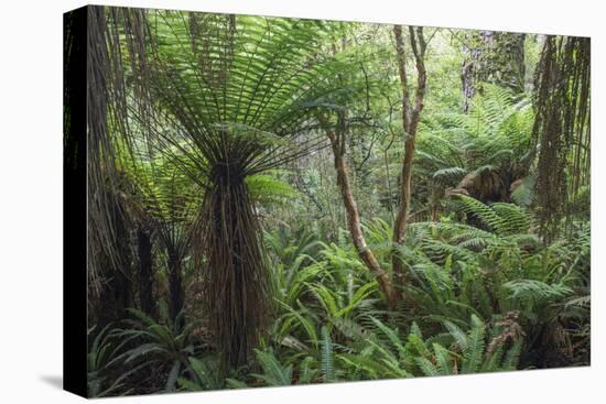 Ferns growing in temperate rainforest, Purakaunui, near Owaka, Catlins Conservation Area, Clutha di-Ruth Tomlinson-Premier Image Canvas