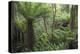 Ferns growing in temperate rainforest, Purakaunui, near Owaka, Catlins Conservation Area, Clutha di-Ruth Tomlinson-Premier Image Canvas