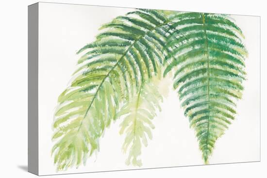 Ferns III Square-Chris Paschke-Stretched Canvas