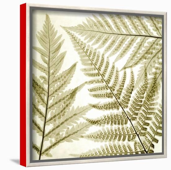 Ferns III-Steven N. Meyers-Stretched Canvas