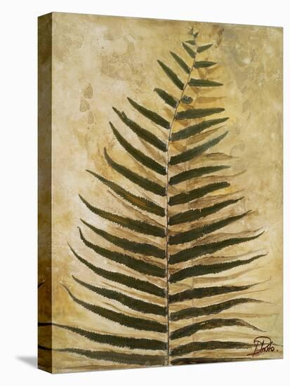 Ferns III-Patricia Pinto-Stretched Canvas