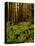 Ferns in Redwood Forest-Charles O'Rear-Premier Image Canvas