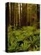 Ferns in Redwood Forest-Charles O'Rear-Premier Image Canvas