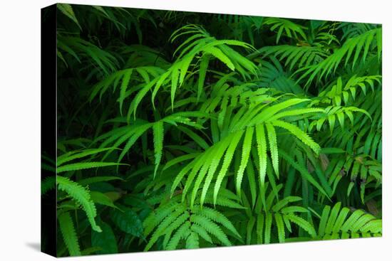 Ferns Leaves Green Foliage Tropical Background-SergWSQ-Premier Image Canvas
