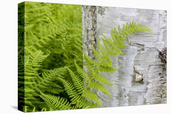 Ferns next to a paper birch tree, Reed, Maine-Jerry & Marcy Monkman-Premier Image Canvas