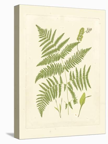 Ferns with Platemark I-null-Stretched Canvas