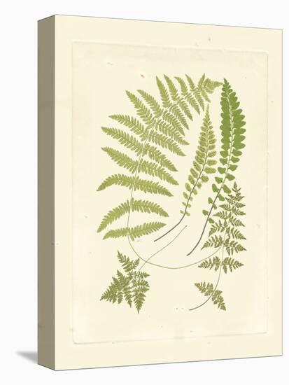 Ferns with Platemark II-null-Stretched Canvas