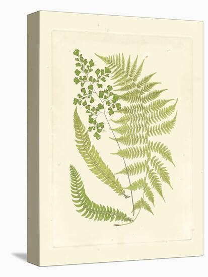 Ferns with Platemark III-null-Stretched Canvas