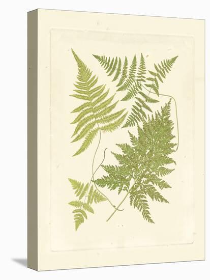 Ferns with Platemark VI-null-Stretched Canvas