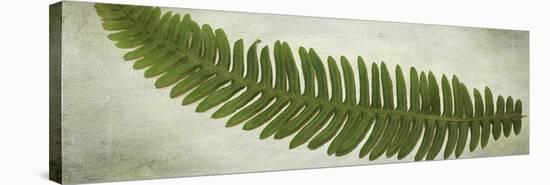 Ferns-Viviane Fedieu Daniel-Premier Image Canvas