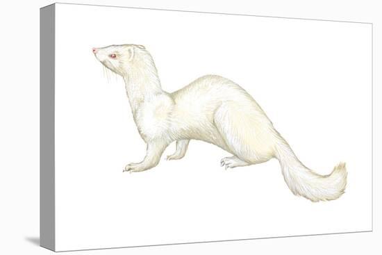 Ferret (Mustela Furo), Mammals-Encyclopaedia Britannica-Stretched Canvas