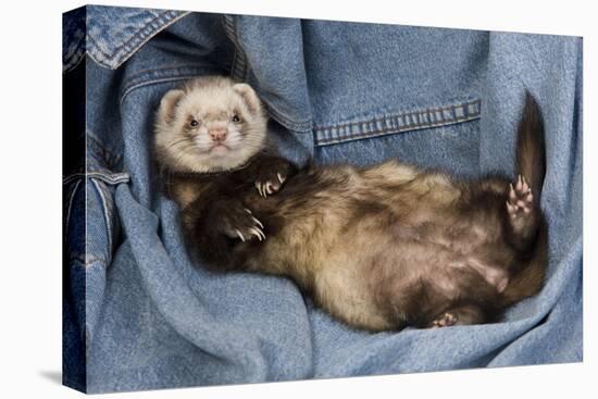 Ferret Sable Colouring Lying on Back-null-Premier Image Canvas