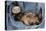 Ferret Sable Colouring Lying on Back-null-Premier Image Canvas