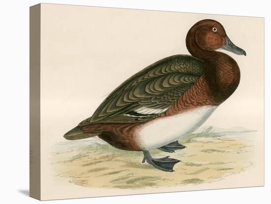 Ferruginous Duck-Beverley R. Morris-Premier Image Canvas