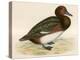 Ferruginous Duck-Beverley R. Morris-Premier Image Canvas