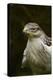 Ferruginous Hawk, United Kingdom, Europe-Janette Hill-Premier Image Canvas