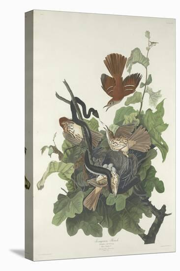 Ferruginous Thrush, 1831-John James Audubon-Premier Image Canvas