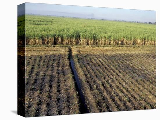 Fertile Fields of Sugar Cane on West Bank, Luxor, Egypt-Cindy Miller Hopkins-Premier Image Canvas