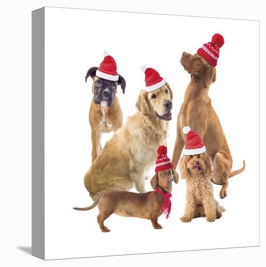 Festive Hounds-Assaf Frank-Stretched Canvas