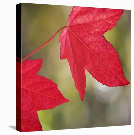 Festive Maple III-Rita Crane-Premier Image Canvas