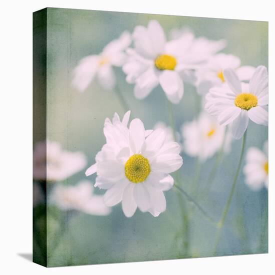 Feverfew I-Judy Stalus-Stretched Canvas