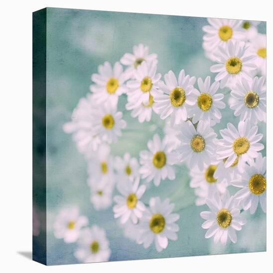 Feverfew II-Judy Stalus-Stretched Canvas