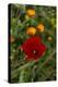 Fez, Morocco. Red poppy and orange flowers in a field-Jolly Sienda-Premier Image Canvas