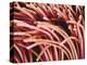 Fibers of a Toothbrush-Micro Discovery-Premier Image Canvas