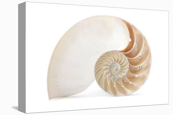 Fibonacci Pattern in a Shell-null-Stretched Canvas