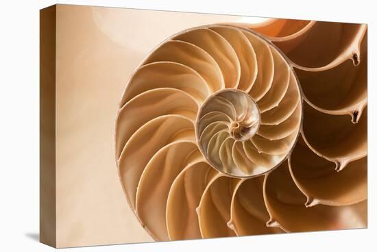 Fibonacci Pattern in a Shell-null-Stretched Canvas