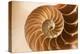 Fibonacci Pattern in a Shell-null-Stretched Canvas